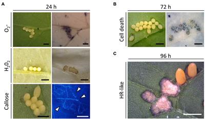 Hypersensitive-like response in Brassica plants is specifically induced by molecules from egg-associated secretions of cabbage white butterflies